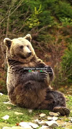 biologia terrestre