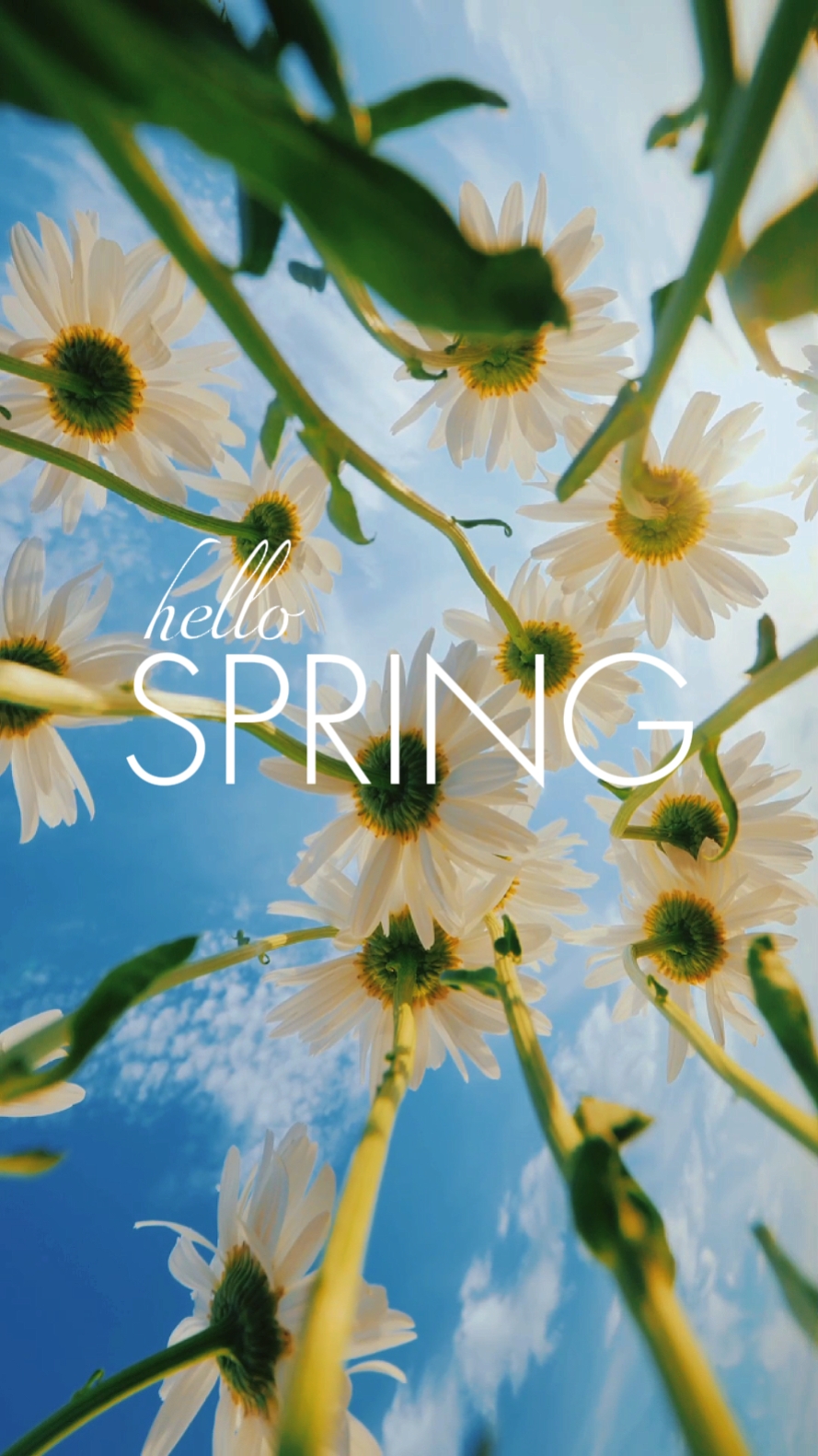 HALLO FRÜHLING