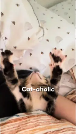 Cat-aholic