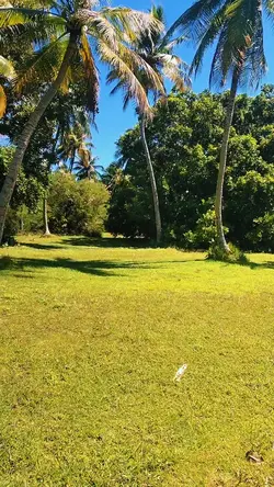 PLAINS OF THE PARK! 