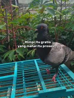 nikmati proses nyah