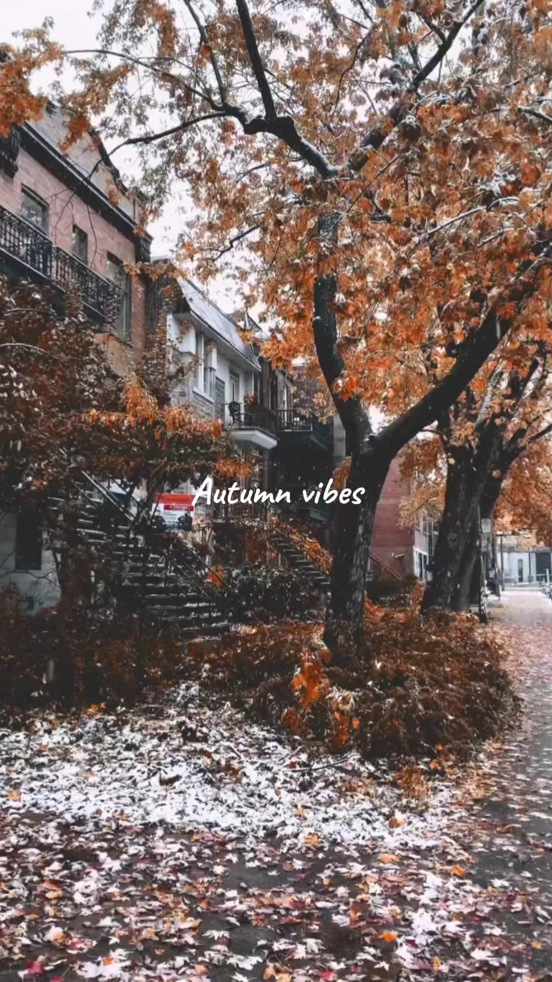 Autumn vibes