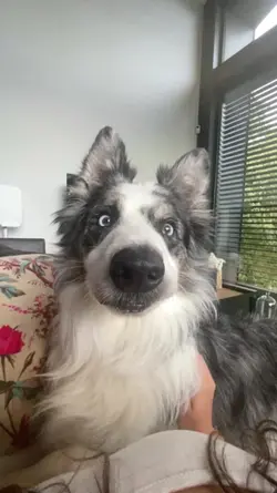 cutie