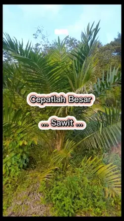 SAWIT Cepatlah besar