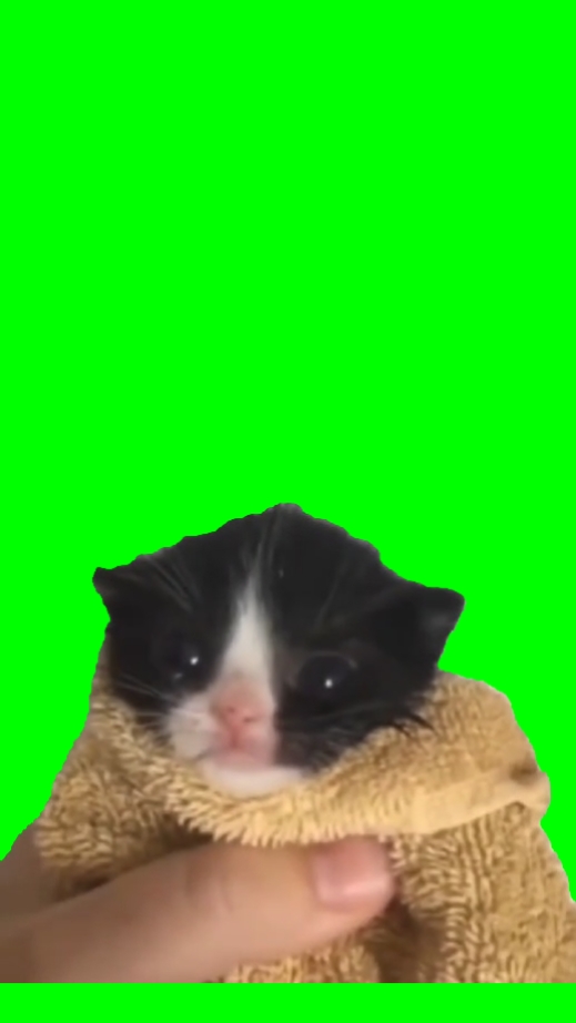 喵角