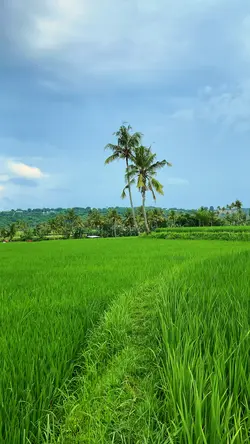 Pemandangan sawah
