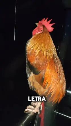 Jo ano bahh!!