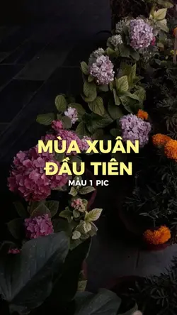 Bao Nhiêu Thương Nhớ