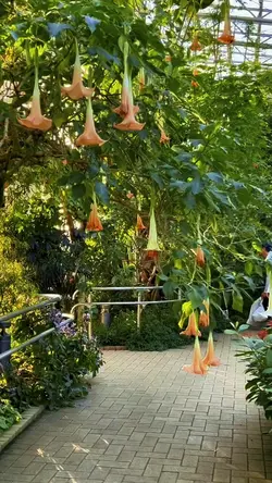 さぁ💁🏻‍♀️熱帯に咲く花々をお連れいたします