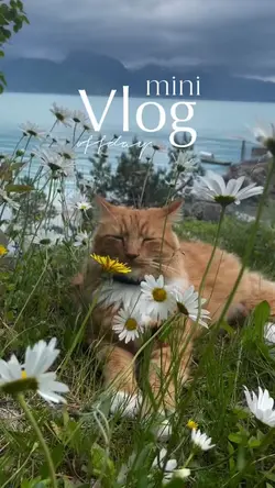 mini vlog