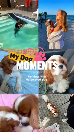 My dog moments 