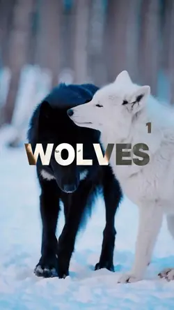 Live as a wolf