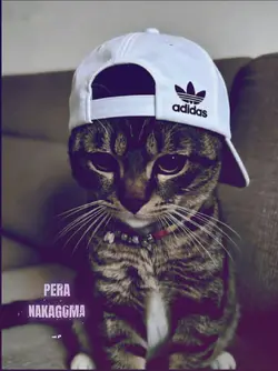 Pera nakagoma