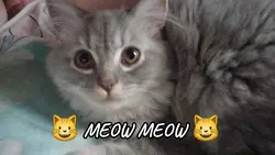 MEOW MEOW