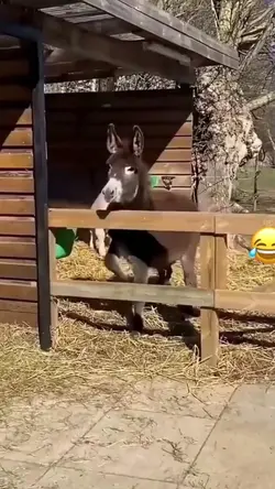 Mentahan Video