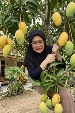 Manjat pohon mangga