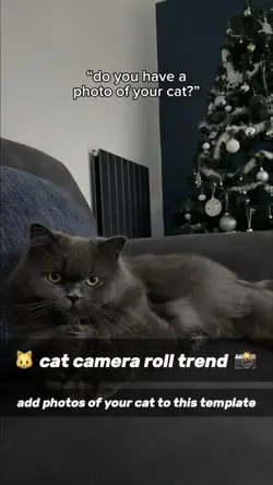 Cat camera roll 🐱📸