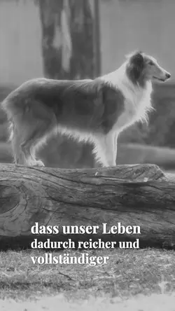 LoveDog