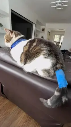Cat had tumour