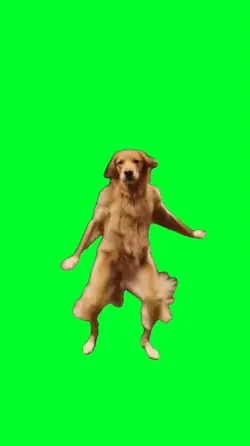 Dancing dog meme