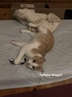 Dinosaur 💞🦕🦖