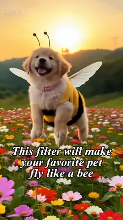 Dog and its Wings