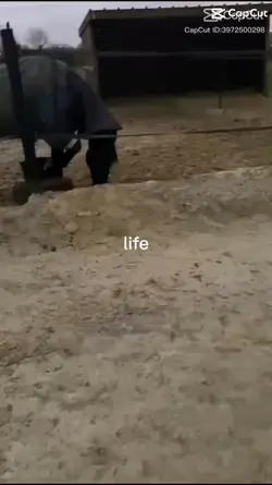chevaux