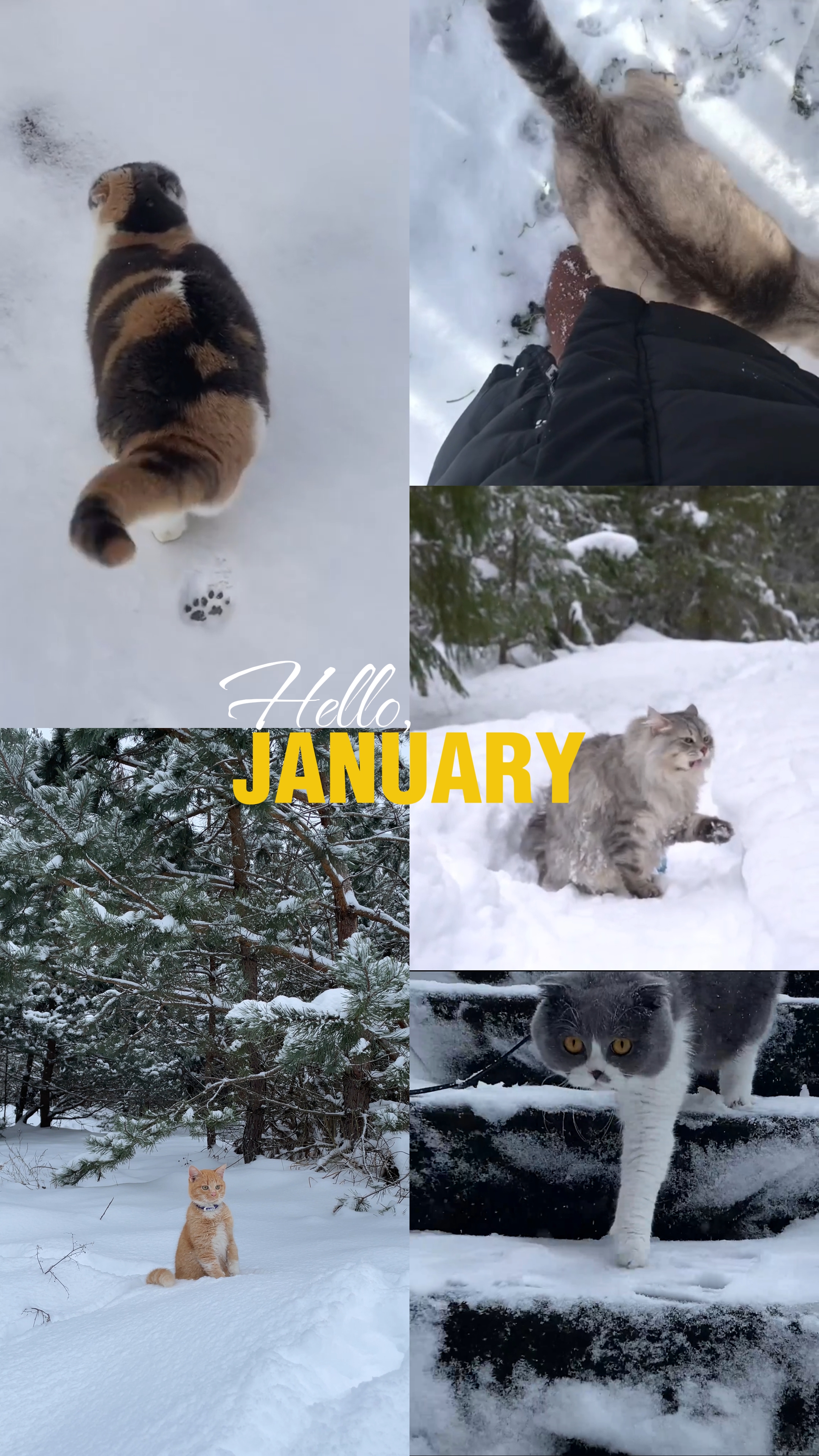 hello january