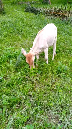 anak sapi