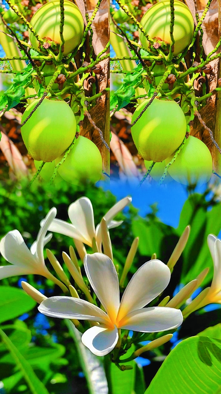 3FOTO+AESTHETIC HD 
