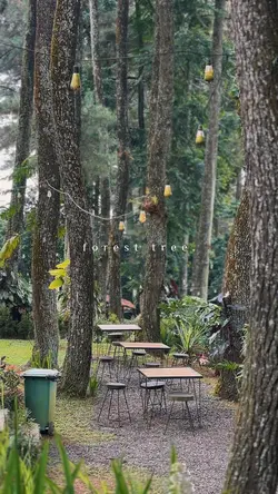 Forest Coffee