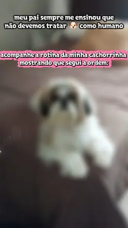 Cachorrinha fofinha