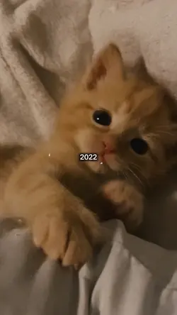 Growup cat