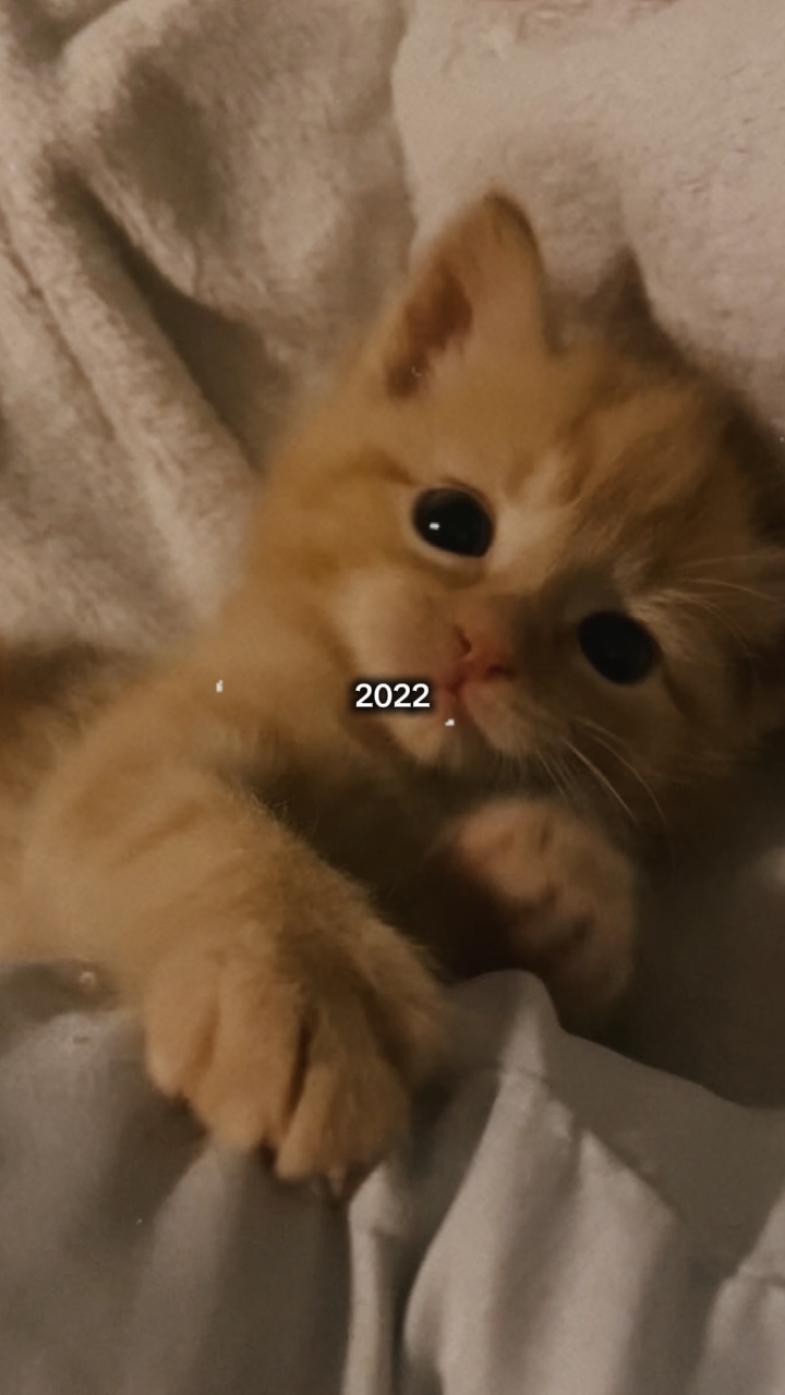 Gato adulto