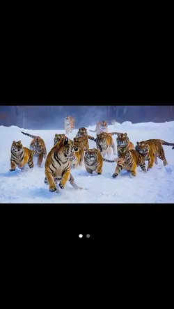 ทีมฟุตบอล⚽️