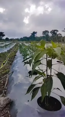petani cabai