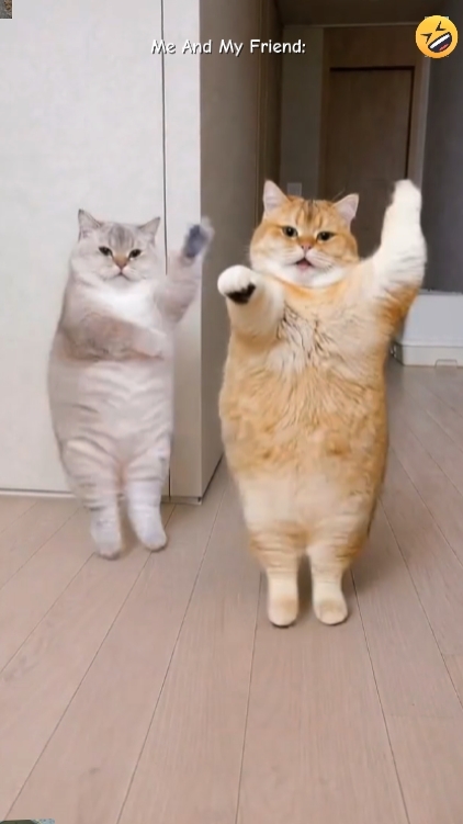 Gato De Dança Engraçado