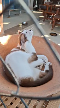 เหมียวซ่า