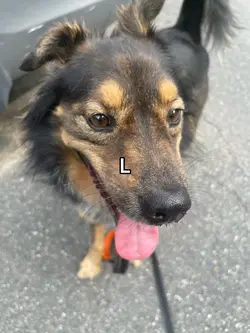 my dog