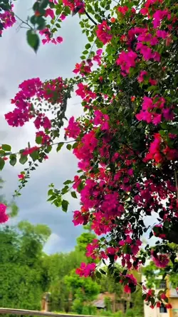 Slowmotion video 🌸✨