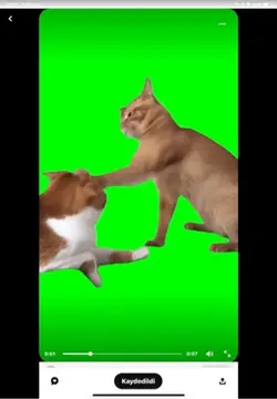 Kedi videosu 