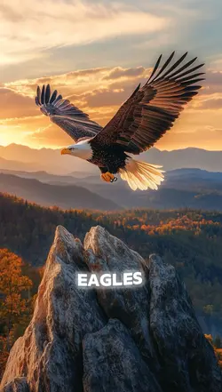 Eagles 