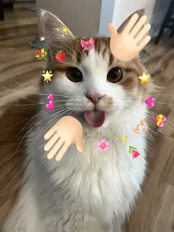 trend nyaa arigatou