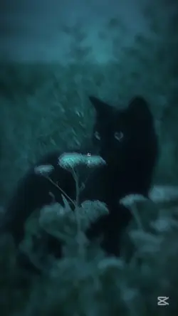 ミカヅキ