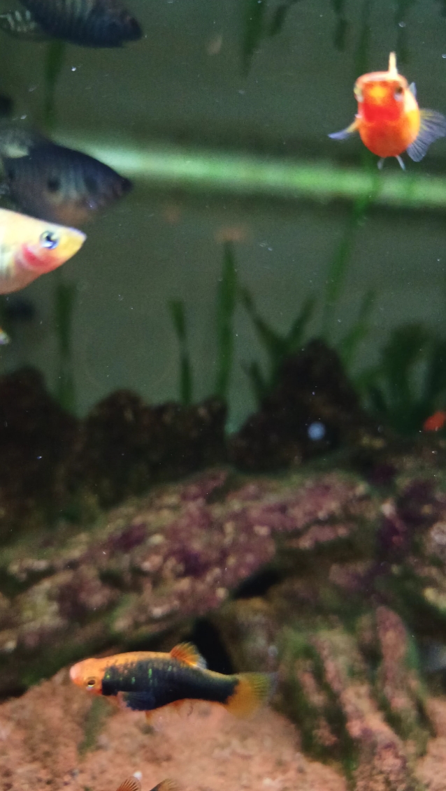 Aquascape Stable Vid