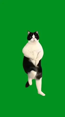 dancing cat