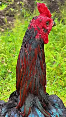 story wa ayam