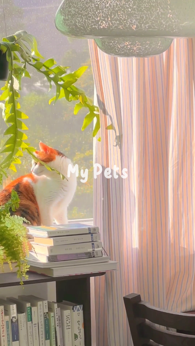 MEUS ANIMAIS DE ESTIMAÇÃO 