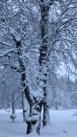 snow 
