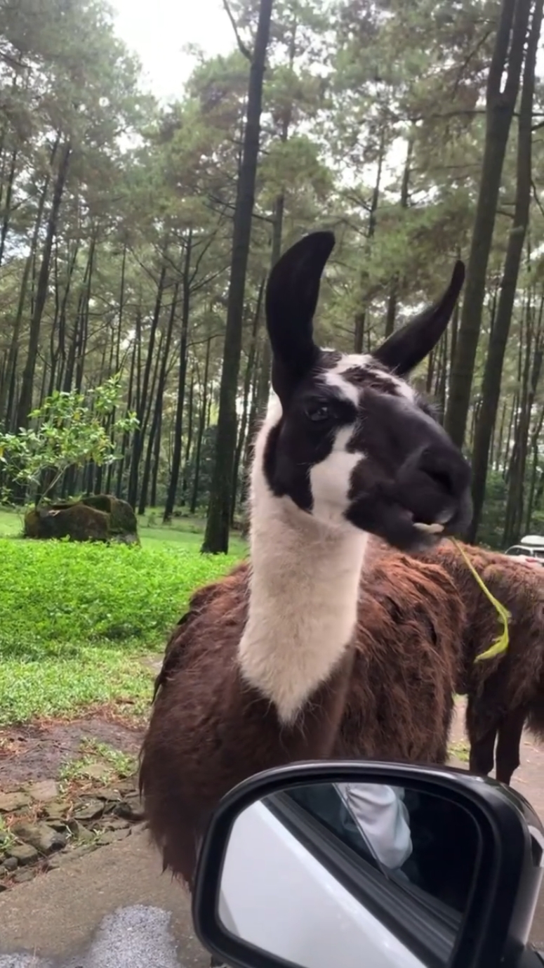 Gracioso: resumen de animales
